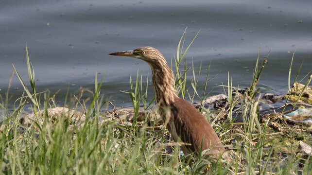 Indian Pond Heron In A Lake