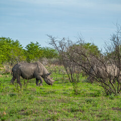 Naklejka premium Black rhinoceros, rhino, standing between thorny bushes Etosha National Park, Nambia