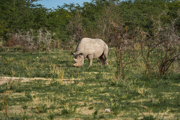 Black rhinoceros, rhino eating gras between thorny bushes Etosha National Park, Nambia