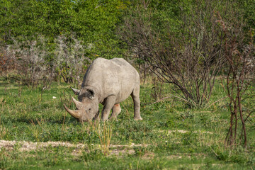 Black rhinoceros, rhino, standing between thorny bushes Etosha National Park, Nambia close up