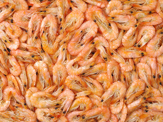 fresh shrimp