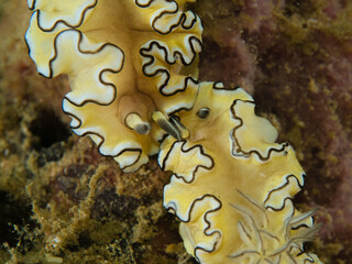 Nudibranch in Thailand