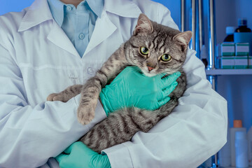 Veterinary service in the clinic. Medical examination