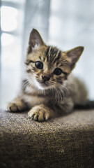 Fototapeta premium Cute single brown baby kitten with stripes looking at the camera while relaxing on sofa. Selective focus on cat's eyes.