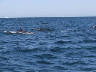 Fototapeta premium sea creatures dolphins passing by