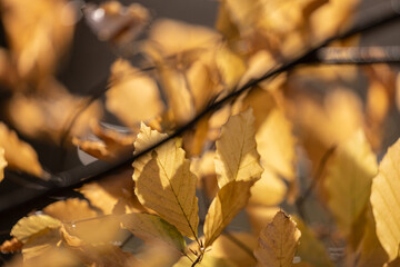 Herbstlich