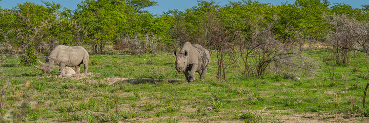 Two black rhinoceros, rhinos walking between thorny bushes, panorama