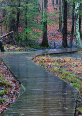 Rain and Fog at Bays Mountain Park, Tennessee