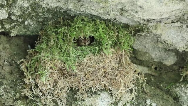 Wren bird hiding in the nest