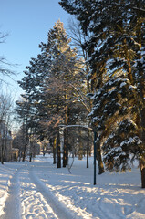 Raureif und Schnee im Park - strenger Frost
