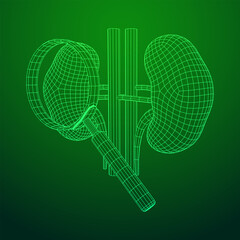 Kidneys human anatomy internal organ with magnifying glass. Medicine science technology concept. Wireframe low poly mesh vector illustration