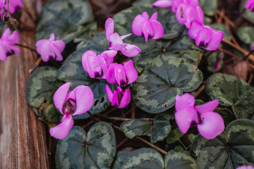 First spring purple flowers Alpine violet (Latin Cyclamen) in early spring on a sunny day.