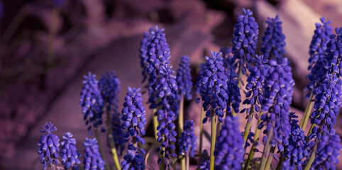 Clustered blooms of Muscari in the springtime