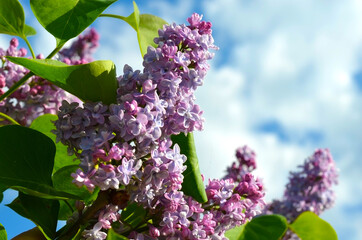 Fototapeta na wymiar Terry blooming lilac on a summer day