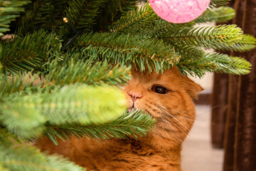 cat on the christmas tree