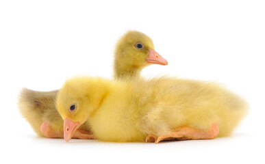 Two little gosling.