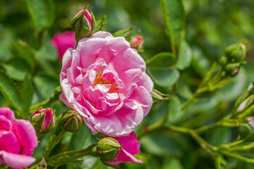 Pink rose in sunshine. Spring or summer day.