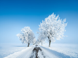 Fototapeta na wymiar Avenue of Trees covered by Hoarfrost, Small Country Road through Snow Covered Landscape