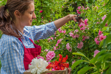 Young woman cutting blooming rose on a sunny day. Spring and summer gardening