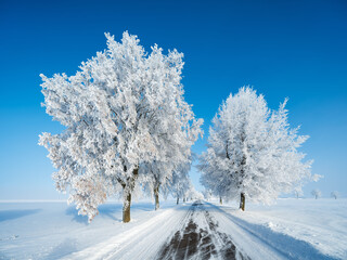 Avenue of Small Country Road with Trees covered by Hoarfrost through Snow Covered Landscape