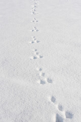 Tierische Schneespuren im Schnee