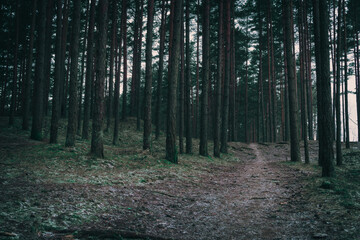 Fototapeta premium Conifer forest, a country road through the dark forest, vintage look