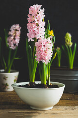 Hyacinth pink flower, spring bulb plant in pot.