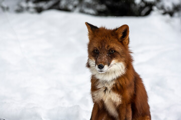 Obraz premium red fox on the snow in the winter forest close up 