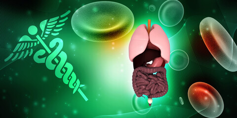 3d illustration human digestive system
