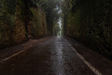 The beautiful hidden moss tunnel in Anaga rural park in Tenerife.