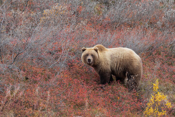 Grizzly Bear in Denali National Park Alaska in Autumn