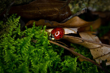 Tiny cute red ladybug on green blooming moss and autumn leaves - concept of spring time and insects