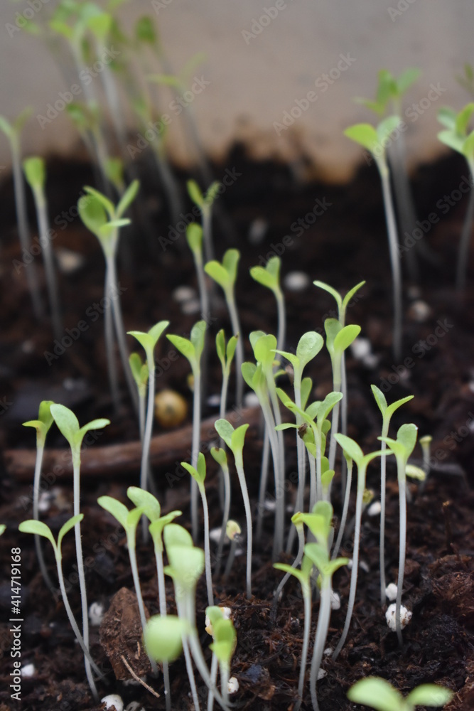 Poster Plant Sprouts