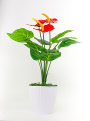 home decoration flowers with white background