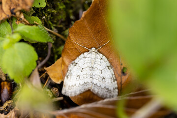The male black arches or nun moth (Lymantria monacha) sitting on a leaf - It is considered a forest pest and harms trees, especially pines
