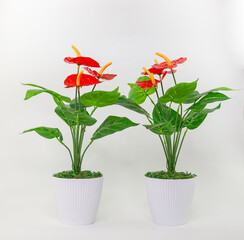 home decoration flowers with white background