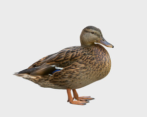 Mallard duck isolated on white