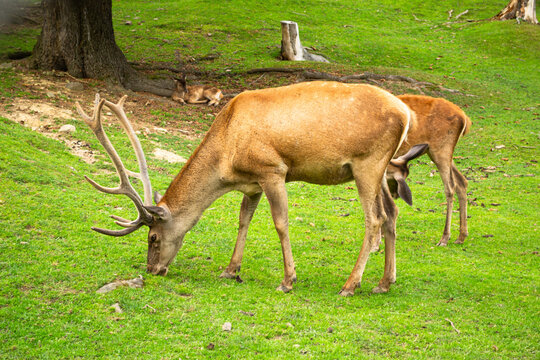 Deer in their natural habitat eat green grass. Deer male with beautiful antlers