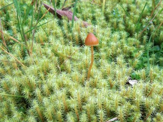 little mushroom groing in moss
