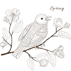 Vector graphic illustration with spring apple flowrs and a small bird