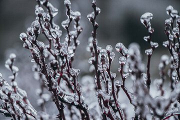 frost on branches