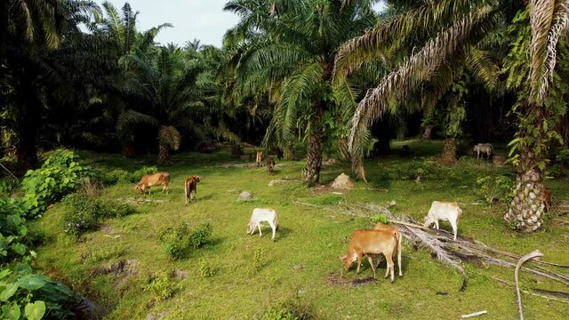Living stock cows in a group grazing grass in oil palm field.