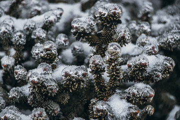 snow covered needles