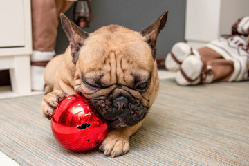 english bulldog puppy with gift