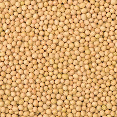 soybean  background