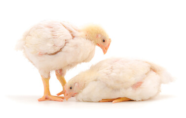 Two chicken or young broiler chickens.