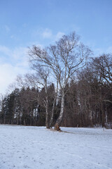Winterspaziergang um den Seehamer See
