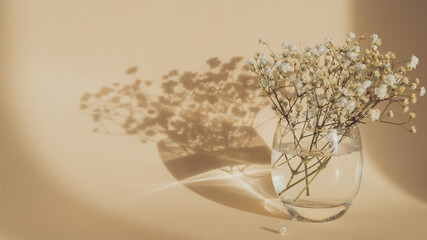 gypsophila flowers in glass vase on beige background, light and shadow, banner