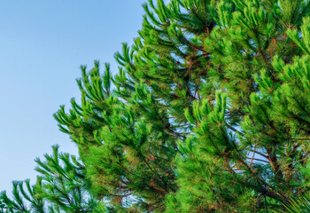 Beautiful close up of pine tree branches from a low angle. Vibrant green with blue sky in the background.