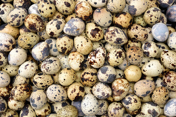 Obraz premium quail eggs background